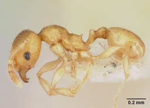 Pheidole mera specimen CASENT0172697 image casent0172697_3