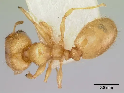 Pheidole mera specimen CASENT0172698 image casent0172698_1