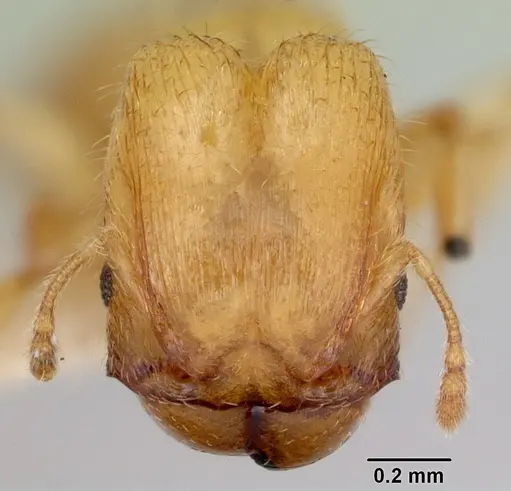 Pheidole mera specimen CASENT0172698 image casent0172698_2