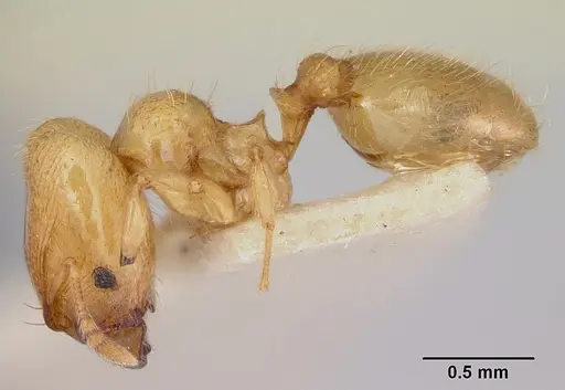Pheidole mera specimen CASENT0172698 image casent0172698_3