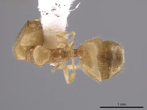 Pheidole mera specimen LACMENT139678 image lacment139678_1