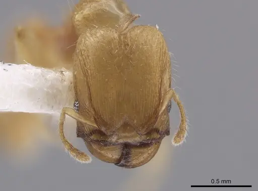Pheidole mera specimen LACMENT139678 image lacment139678_2