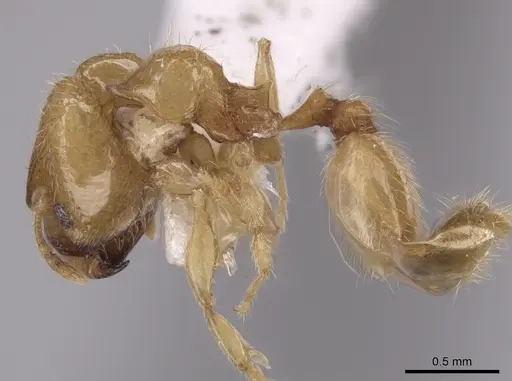 Pheidole mera specimen LACMENT139678 image lacment139678_3