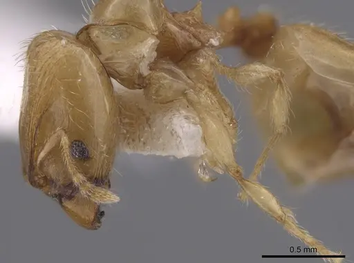Pheidole mera specimen LACMENT139678 image lacment139678_4