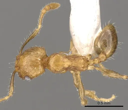 Pheidole merimbun specimen CASENT0901634 image casent0901634_1