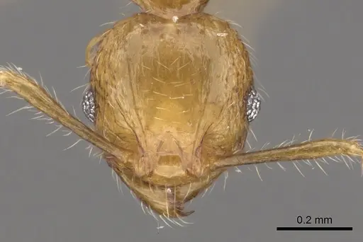Pheidole merimbun specimen CASENT0901634 image casent0901634_2