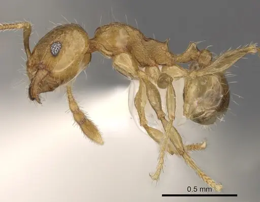 Pheidole merimbun specimen CASENT0901634 image casent0901634_3