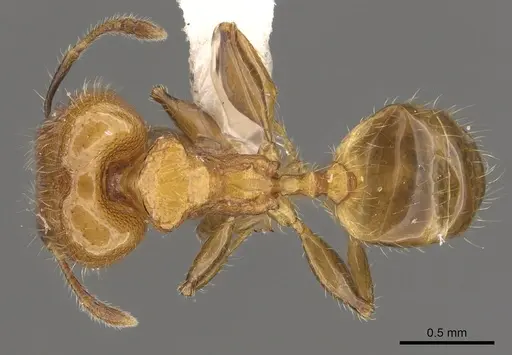Pheidole merimbun specimen CASENT0901635 image casent0901635_1