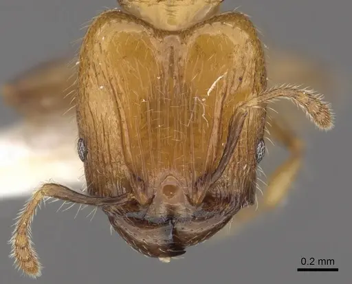 Pheidole merimbun specimen CASENT0901635 image casent0901635_2
