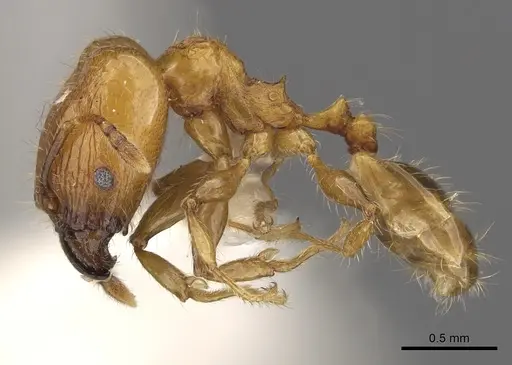 Pheidole merimbun specimen CASENT0901635 image casent0901635_3