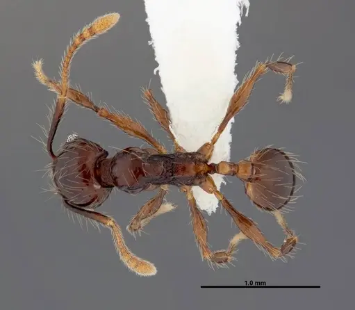 Pheidole mesomontana specimen CASENT0609002 image casent0609002_1