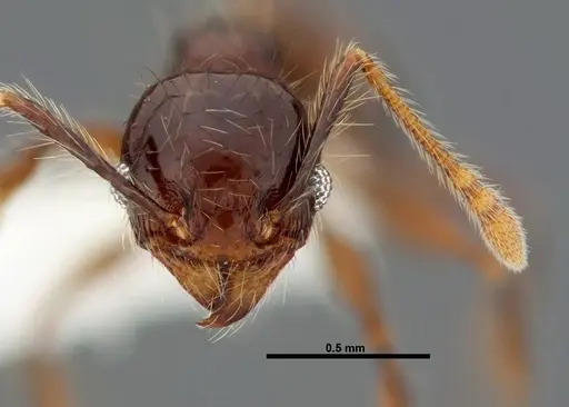 Pheidole mesomontana specimen CASENT0609002 image casent0609002_2