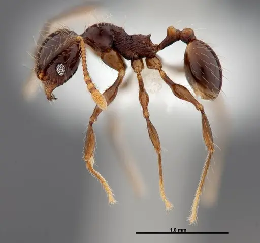 Pheidole mesomontana specimen CASENT0609002 image casent0609002_3