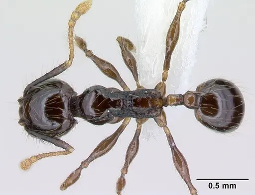 Pheidole mesomontana specimen CASENT0609005 image casent0609005_1