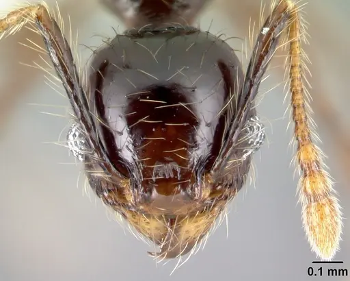 Pheidole mesomontana specimen CASENT0609005 image casent0609005_2