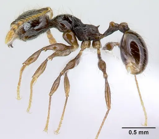 Pheidole mesomontana specimen CASENT0609005 image casent0609005_3