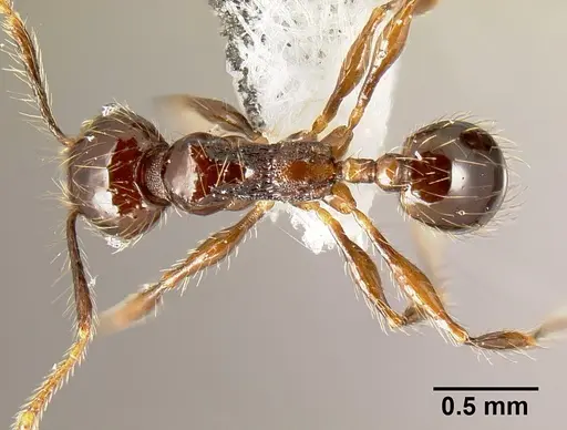 Pheidole mesomontana specimen INB0003213490 image inb0003213490_1