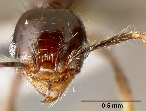 Pheidole mesomontana specimen INB0003213490 image inb0003213490_2
