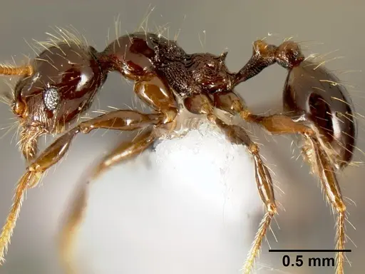 Pheidole mesomontana specimen INB0003213490 image inb0003213490_3