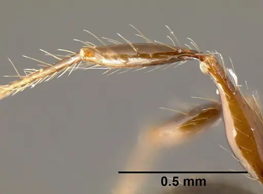 Pheidole mesomontana specimen INB0003213490 image inb0003213490_4