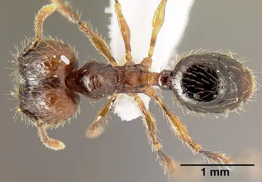 Pheidole mesomontana specimen INB0003214187 image inb0003214187_1