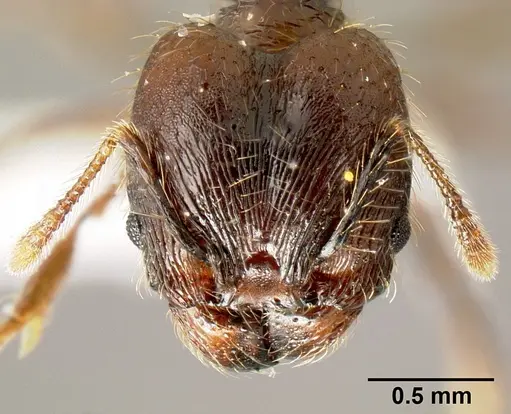Pheidole mesomontana specimen INB0003214187 image inb0003214187_2