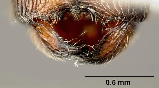 Pheidole mesomontana specimen INB0003214187 image inb0003214187_3