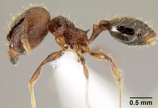 Pheidole mesomontana specimen INB0003214187 image inb0003214187_4