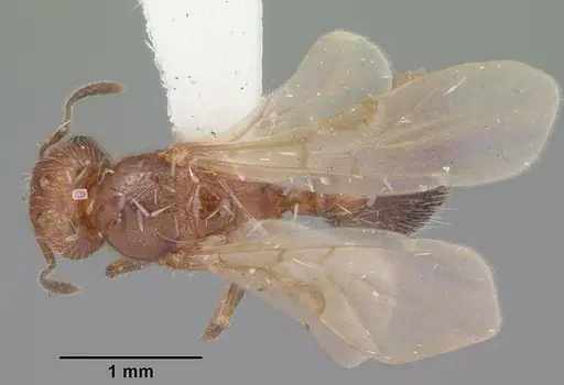 Pheidole metallescens specimen CASENT0104410 image casent0104410_1