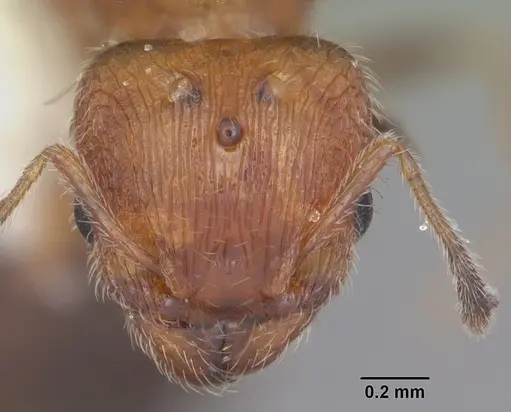 Pheidole metallescens specimen CASENT0104410 image casent0104410_2
