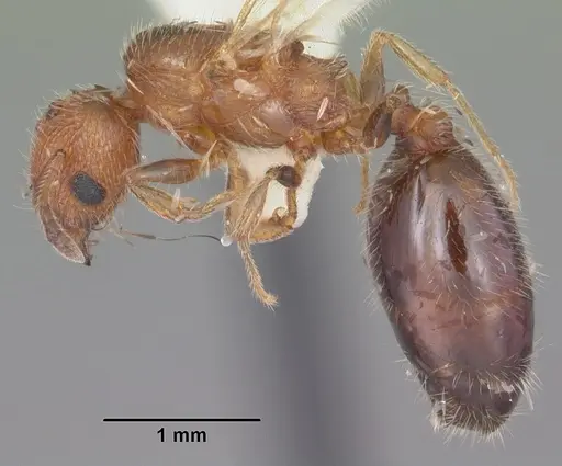 Pheidole metallescens specimen CASENT0104410 image casent0104410_3
