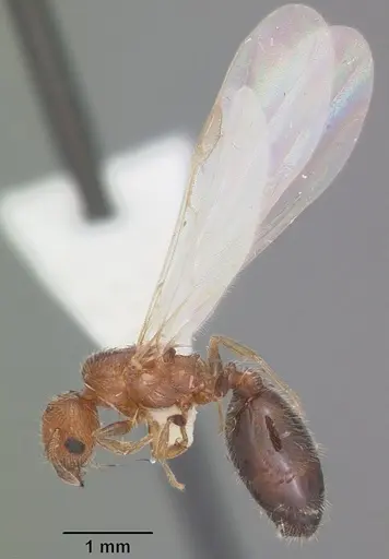 Pheidole metallescens specimen CASENT0104410 image casent0104410_4