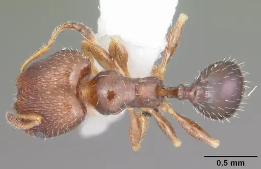 Pheidole metallescens specimen CASENT0104411 image casent0104411_1