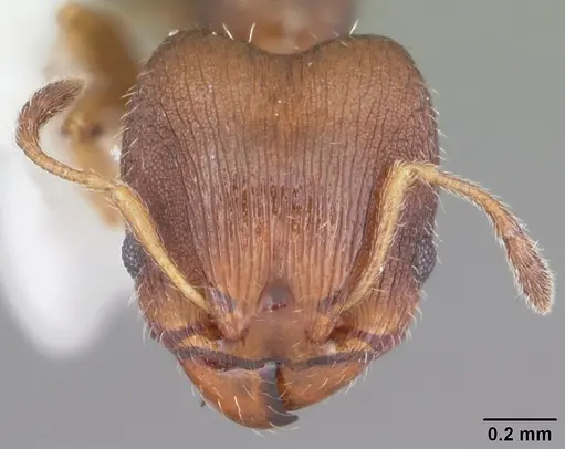 Pheidole metallescens specimen CASENT0104411 image casent0104411_2