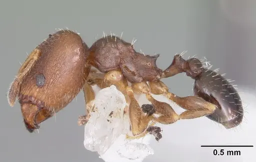 Pheidole metallescens specimen CASENT0104411 image casent0104411_3