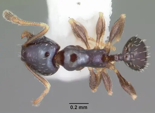 Pheidole metallescens specimen CASENT0104412 image casent0104412_1