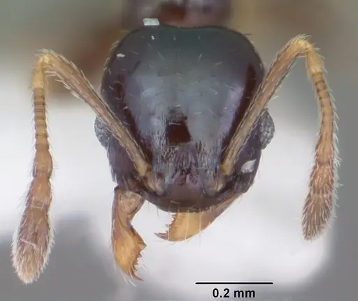 Pheidole metallescens specimen CASENT0104412 image casent0104412_2