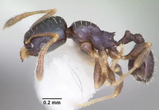 Pheidole metallescens specimen CASENT0104412 image casent0104412_3