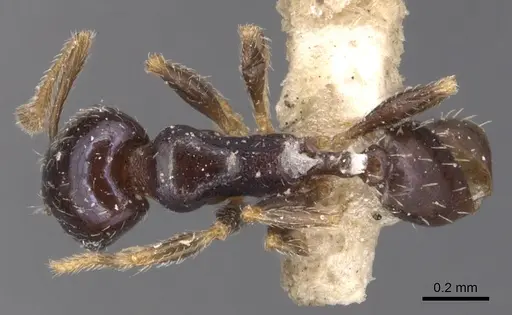 Pheidole metallescens specimen CASENT0904444 image casent0904444_1