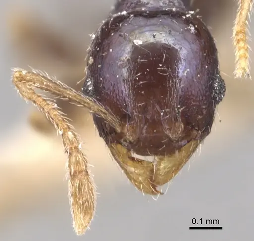 Pheidole metallescens specimen CASENT0904444 image casent0904444_2