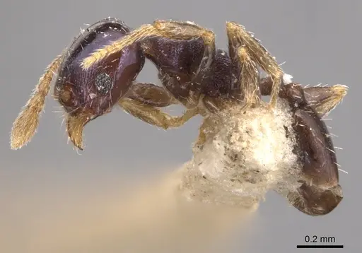 Pheidole metallescens specimen CASENT0904444 image casent0904444_3