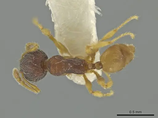 Pheidole micon specimen CASENT0645827 image casent0645827_1