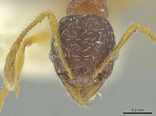 Pheidole micon specimen CASENT0645827 image casent0645827_2