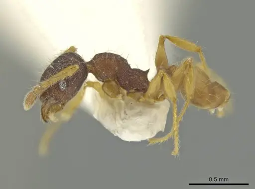 Pheidole micon specimen CASENT0645827 image casent0645827_3