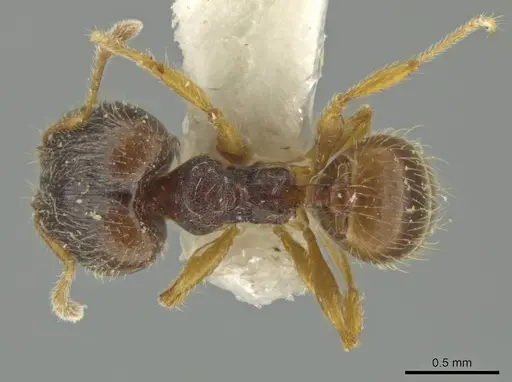 Pheidole micon specimen JTLC000016452 image jtlc000016452_1