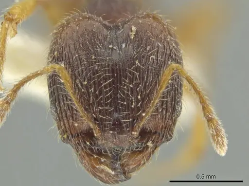 Pheidole micon specimen JTLC000016452 image jtlc000016452_2