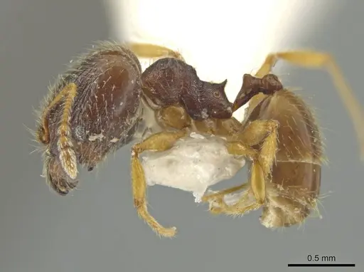 Pheidole micon specimen JTLC000016452 image jtlc000016452_3