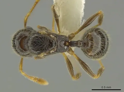 Pheidole microgyna specimen CASENT0640608 image casent0640608_1
