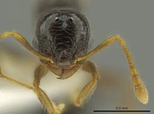 Pheidole microgyna specimen CASENT0640608 image casent0640608_2