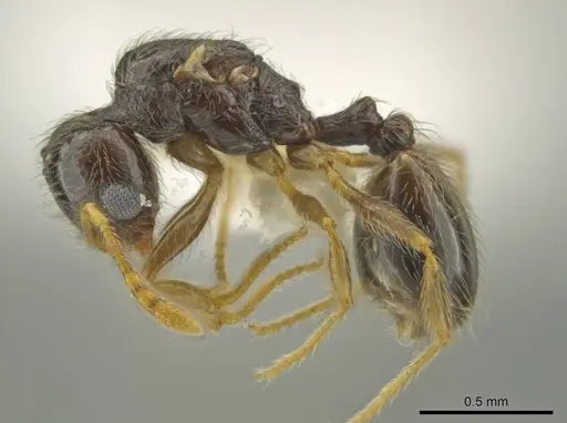 Pheidole microgyna specimen CASENT0640608 image casent0640608_3
